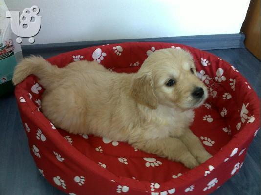 Kαλή τιμή!!!.Πουλάω όμορφα κουτάβια ράτσα GOLDEN RETRIEVER- Γκολντεν Ριτριβερ-250 euro...